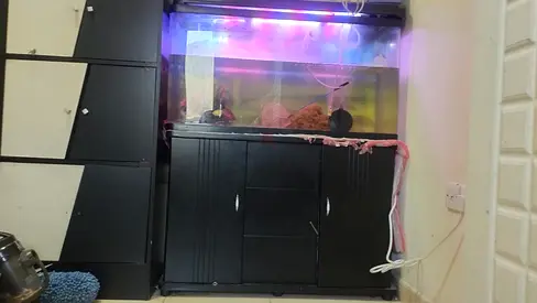 Fish tank
