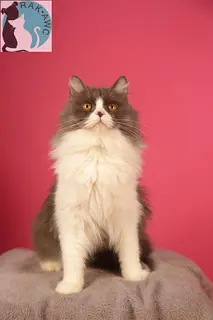 Adorable ZAINA