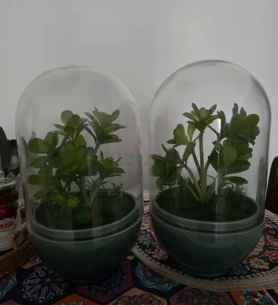 Good size Decorative Glass Dome with Artificial Plant - Set of 2 (ACE) - 50 AED