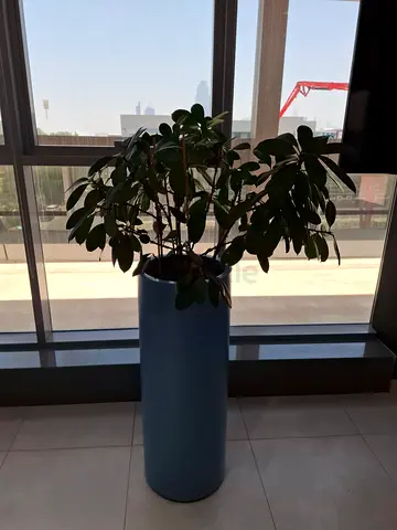Large indoor potted  plant in modern tall planter