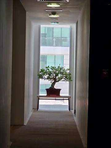 Bonsai