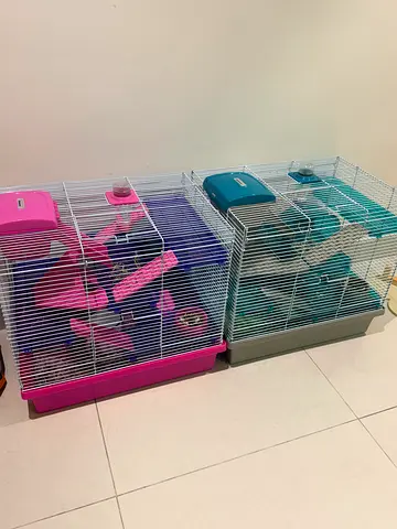 Adorable hamsters for free adoption
