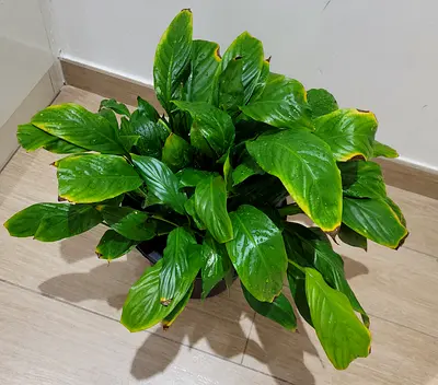 Peace Lily in Big Pot - Indoor Plant