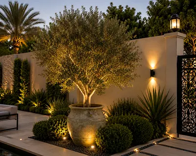 Large Olive Tree in Stone Planter