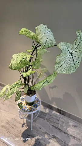 White-leaf Caladium Plant
