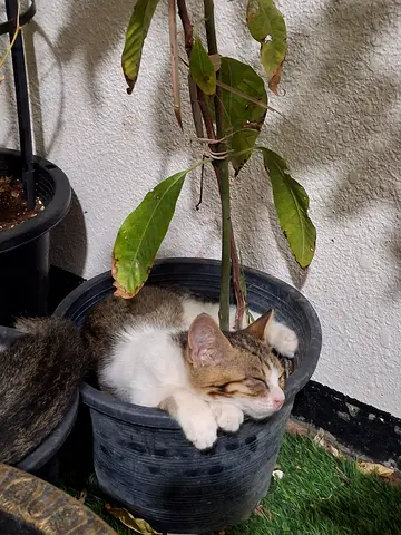 Kitten free adoption
