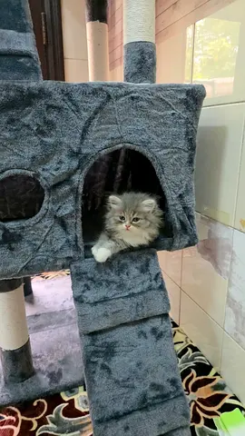 Cat for adoption