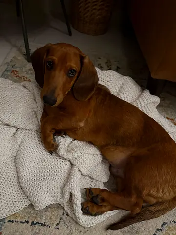 Dachshund puppy for adoption
