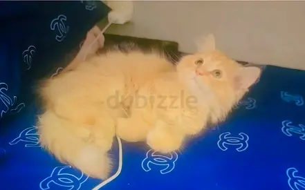 Persian Kitten