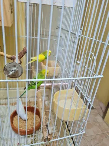 3 males
