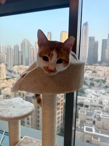 Young white and ginger cat available for adoption