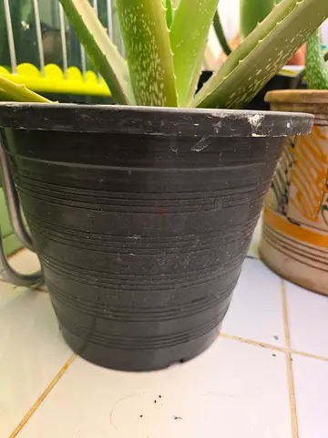 Pots for  gardening