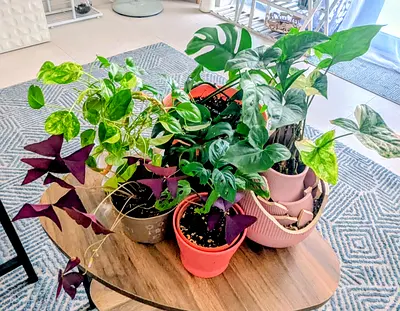 Rare plants bundle!!
