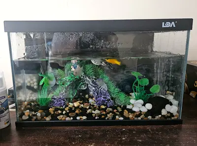 Small Aquarium Tank with Accessories - Ready to Use