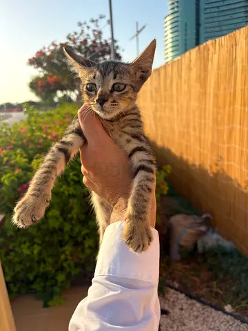 Free kittens
