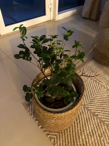 bonsai plant