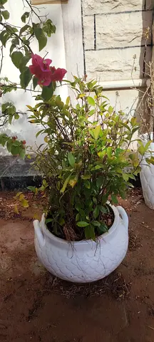 Plants heavy