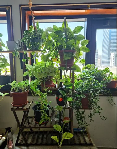 Tiered Wooden Plant Stand with Indoor Pothos Plants