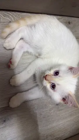 Kitten for free adoption