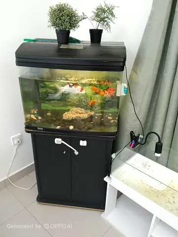 60cm Aquarium with Stand, Filter and Accessories, 2 big fish  2 medium size fish- Good Condition