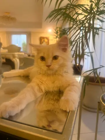 Playful British Shorthair kitten