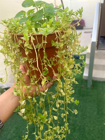 Beautiful and rare hanging plant