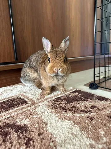 Rabbit for adoption