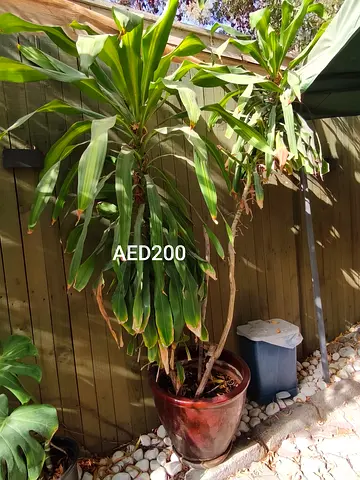 Healthy indoor outdoor plant