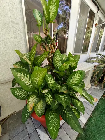 Large Healthy Indoor Plant