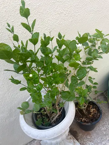 Healthy Jasmine plant