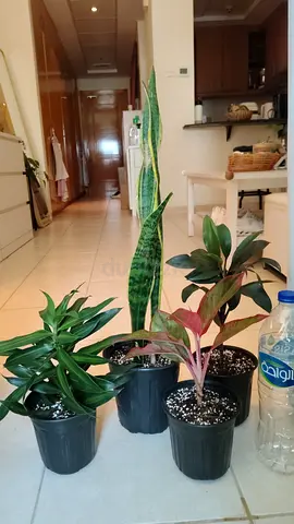 Take all 4 easy to take care  indoor plants Final price , last price , best price  60 dhs only