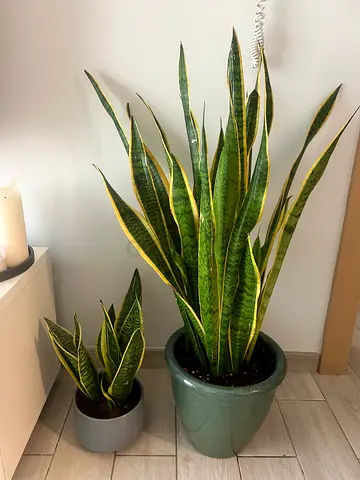 Large Snake Plant  Money Plant healthy, easy care