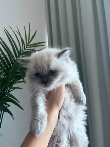 kittens
