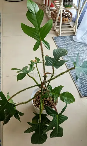 Philodendron squamiferum( rare)plant