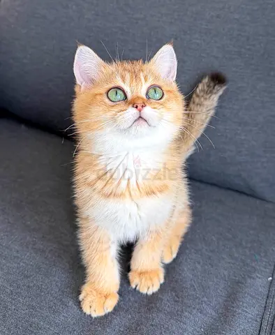 Adorable Pure British Shorthair Chinchilla Ny12 kitten