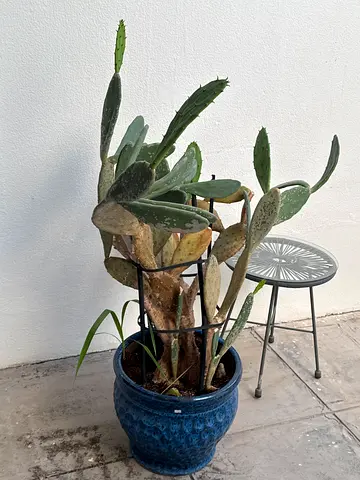 Large potted cactus / succulent plant in decorative blue pot