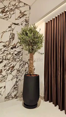 Spanish olive 🫒 tree with fiberclay pot