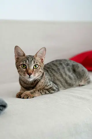 FREE Adoption – Star | Arabian Mau Tabby | 9 Months | Vaccinated  Spayed | Special Needs