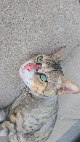 Bahraini Dilmun/ Egyptian mix tabby male cat - free adoption