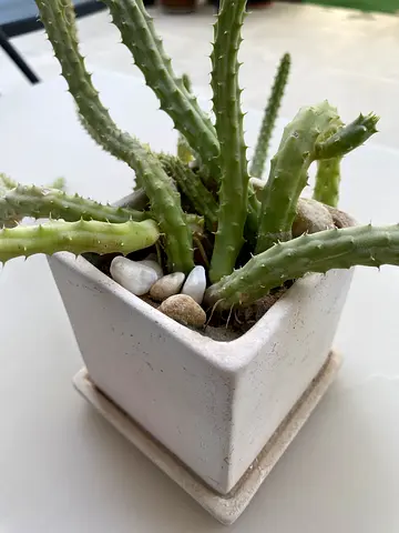 Small succulent cactus in white ceramic pot