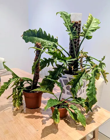Philodendron (ring of fire) rare