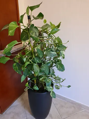 Healthy Pothos (Epipremnum aureum) in Decorative Black Planter big plant