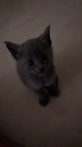 Kittens free for adoption! 2 months old