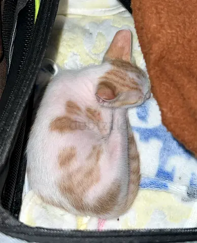 1month male kitten + accessories