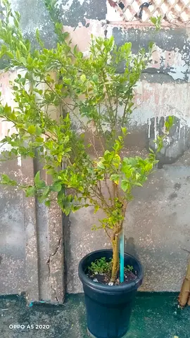 Lemon plant