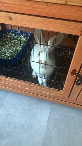 Rabbit for free