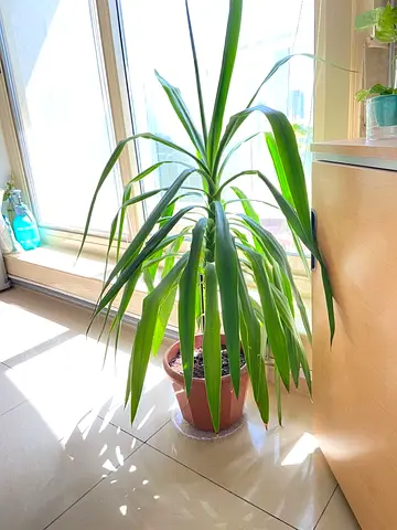 Large Indoor/Outdoor Yucca Plant For Sale