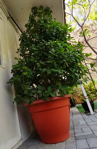 Ficus Panda Outdoor Plant 150cm