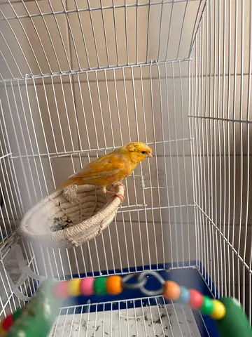 Male Canary
