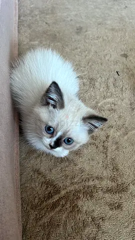 Cute kittens